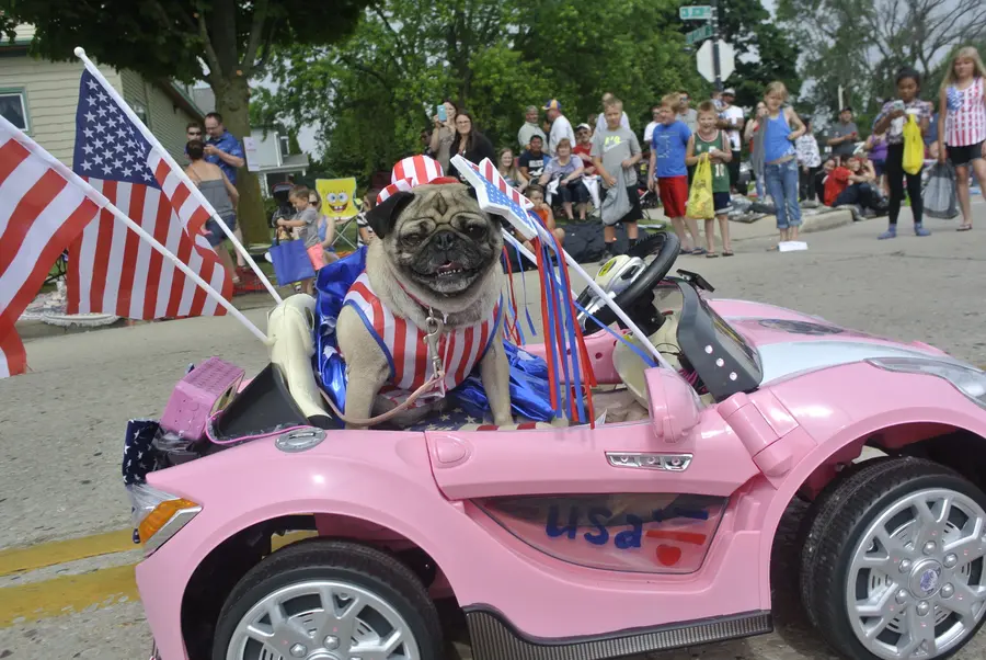 Pug in a convertible at the parade